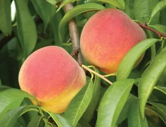 Two peaches hanging on a tree in the sun.