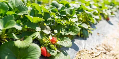 A close up of some strawberries growing in the ground