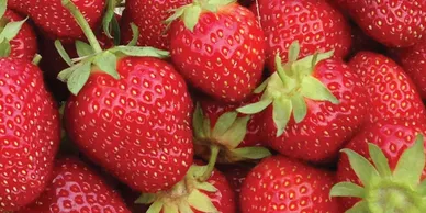 A close up of many strawberries with one strawberry in the middle