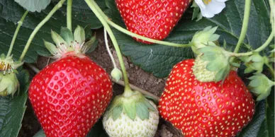 A close up of some strawberries on the vine