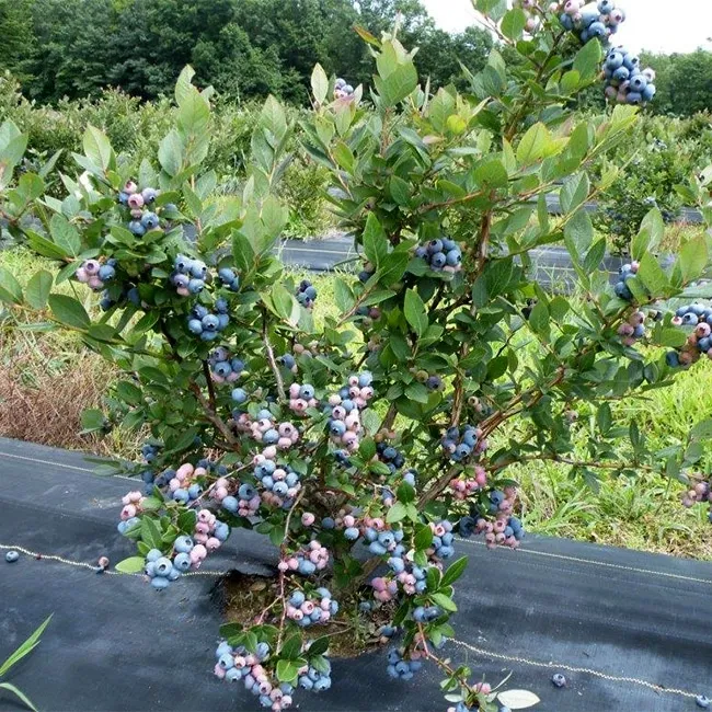 A plant with blue and pink flowers growing in it.