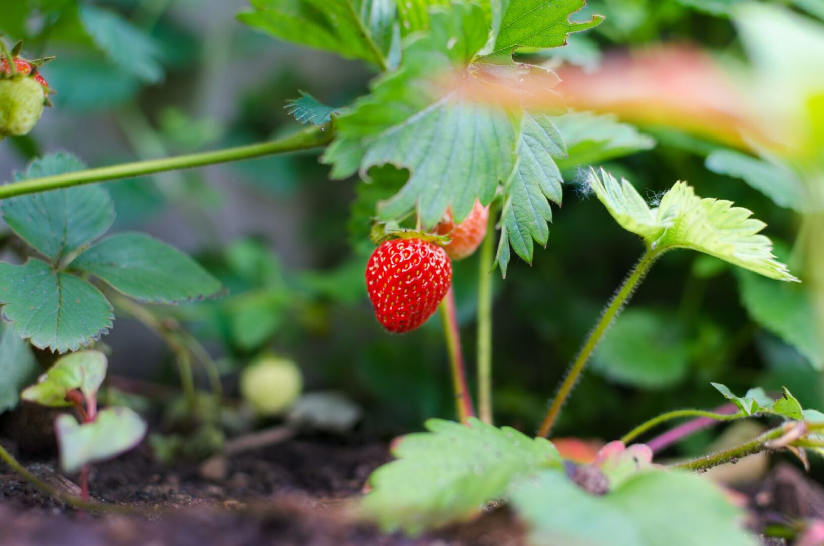 A close up of a strawberry plant with one berry still on it.