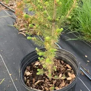 A small plant in a container on the ground.