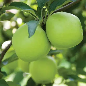 A close up of some green apples on a tree