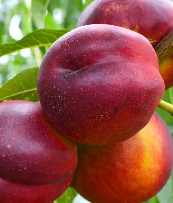 A close up of some peaches on a tree