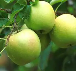 A close up of green apples on a tree
