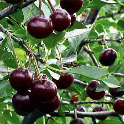 A close up of some cherries on a tree