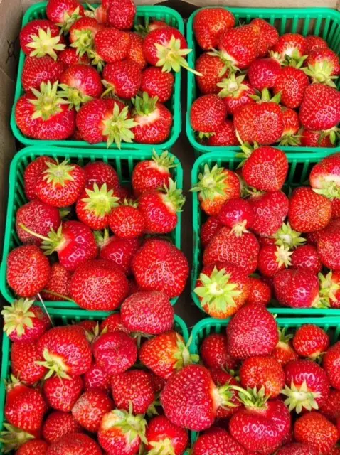 A group of baskets filled with strawberries.