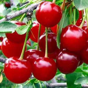 A close up of cherries on a tree