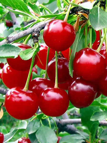A close up of cherries on a tree