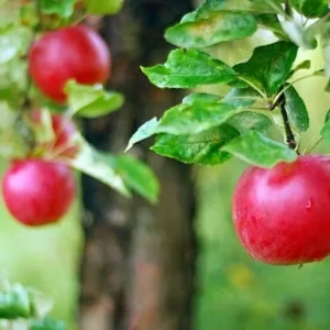 A close up of some apples on a tree