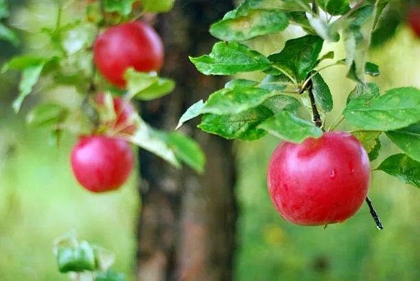 A close up of some apples on a tree