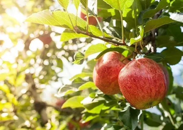 A close up of two apples on a tree