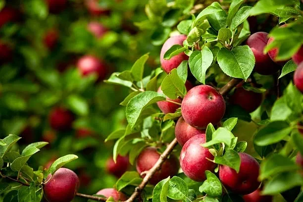A close up of apples on the tree
