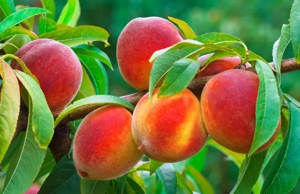 A close up of some peaches on a tree