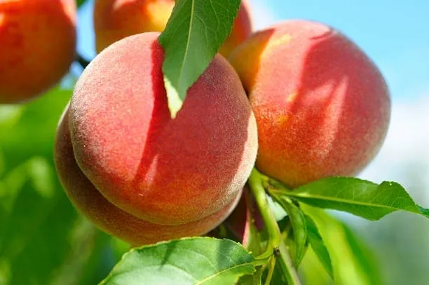 A close up of peaches on the tree