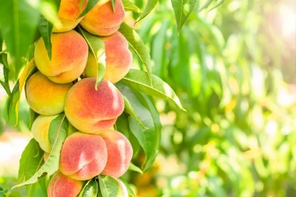 A bunch of peaches hanging from the tree.