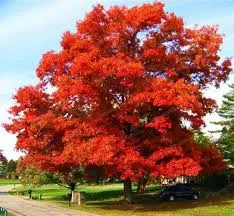 A tree with red leaves is in the middle of a field.