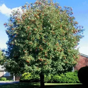 A tree with red berries on it in the sun.