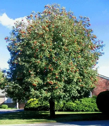 A tree with red berries on it in the sun.
