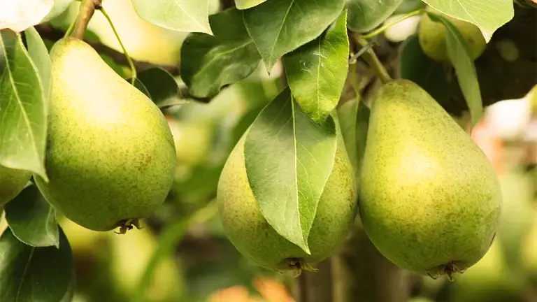 A close up of some pears hanging from a tree