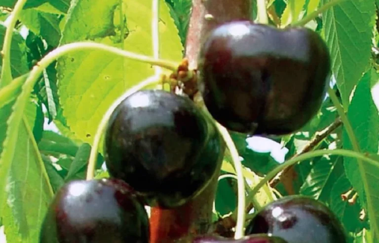 A close up of some black cherries on a tree
