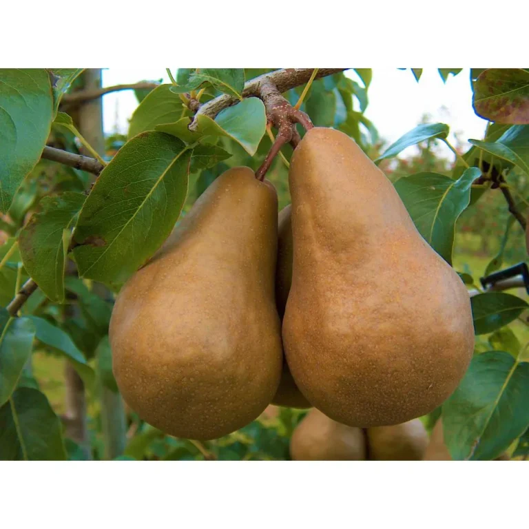 A couple of pears hanging from a tree.