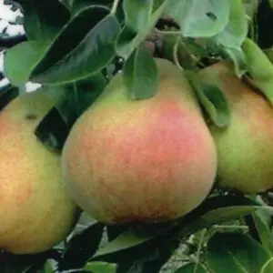 A close up of some pears on a tree