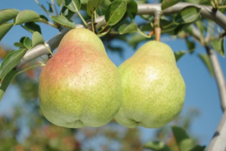 Two pears hanging from a tree in the sun.