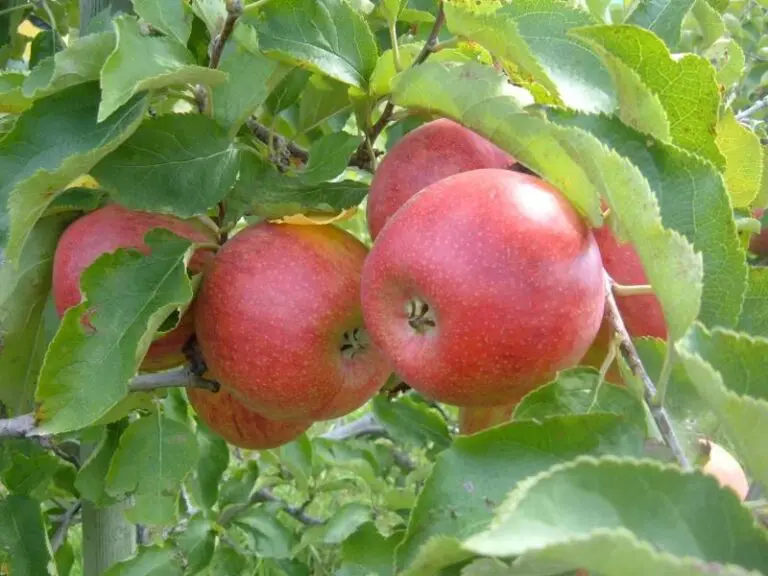 A close up of apples on a tree