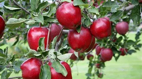 A close up of apples hanging from a tree