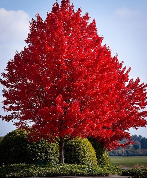 Red Maple