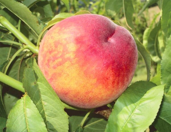 Gloheaven peach