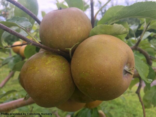 Golden Russet