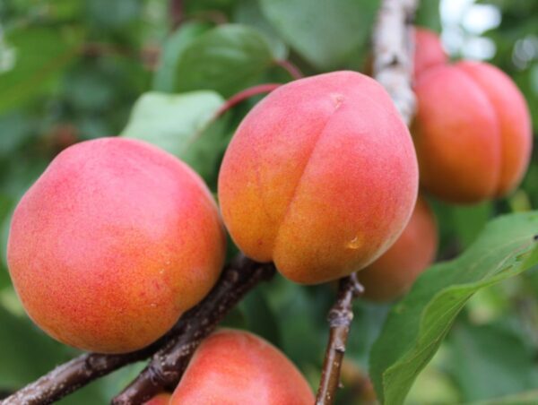 Harogem (Apricot)