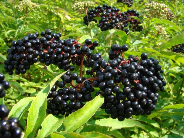 Scotia Elderberry