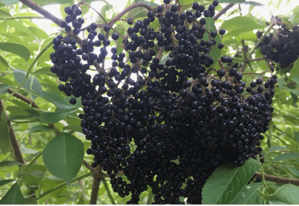 York Elderberry