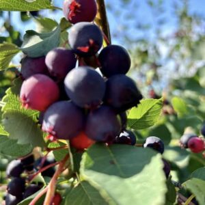 Saskatoon Berries
