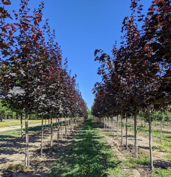 Royal Red Maple Tree
