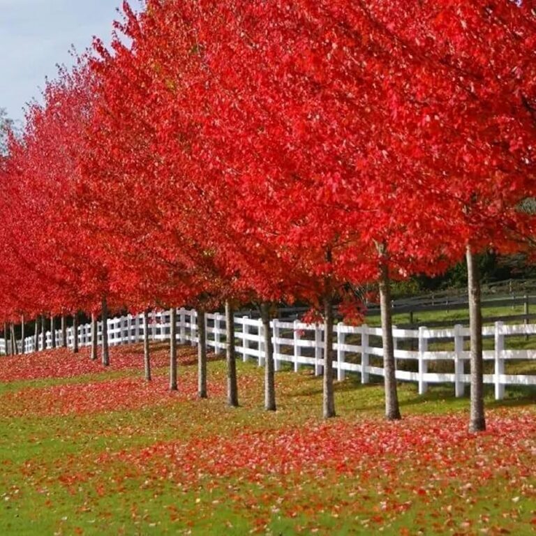 Autumn Blaze Maple
