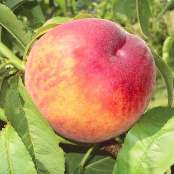 Gloheaven peach