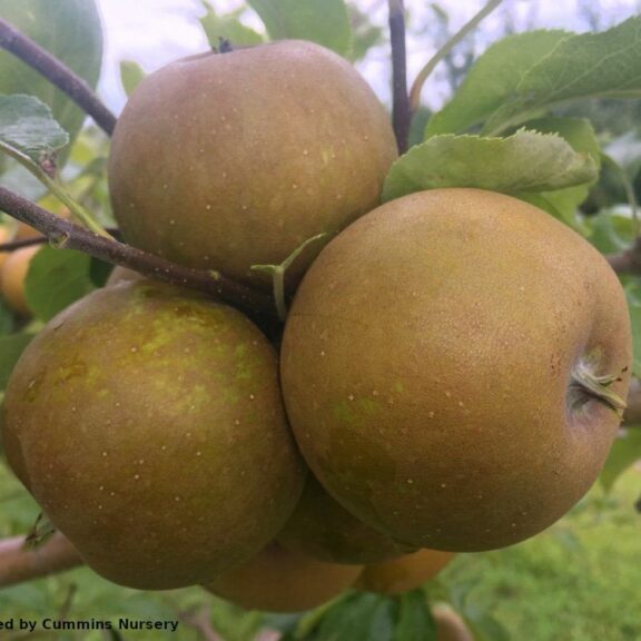 Golden Russet