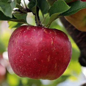 Liberty Apple