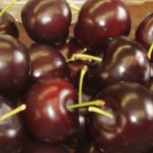 Nadia Cherry Plum