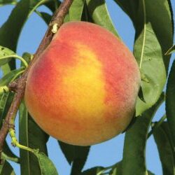 PF-17 Peach Tree