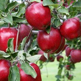 A close up of apples hanging from a tree