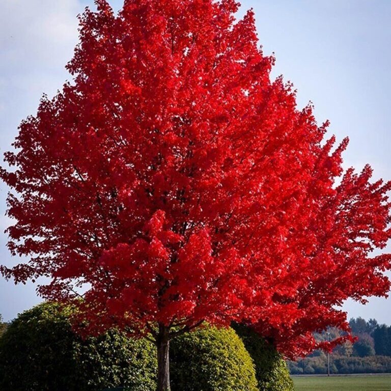 Red maple - seedling