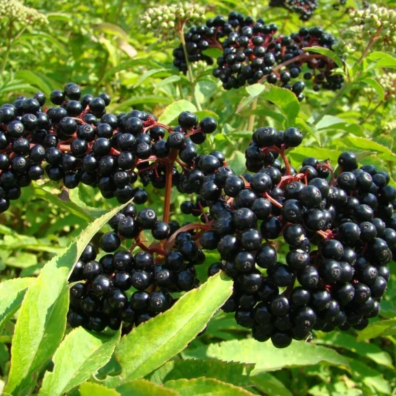 Scotia Elderberry