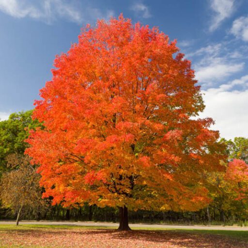 Sugar maple 3