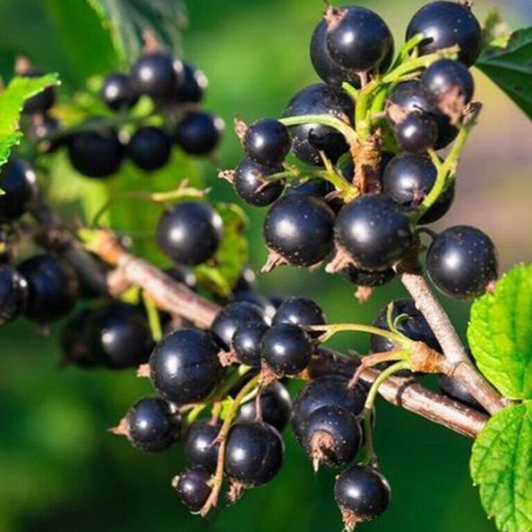 Wellington Currant